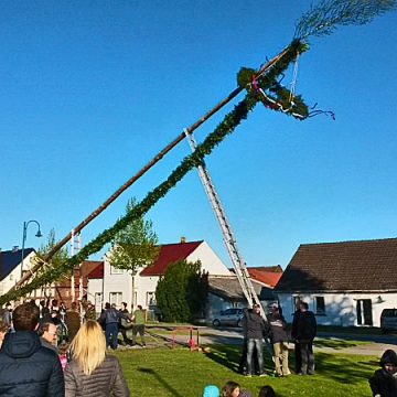 Maibaumstellen