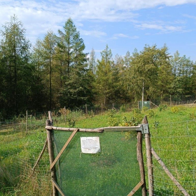 Essbare Wildpflanzen am Hang der Bärenbrücker Höhe im Erlebnispark Teichland