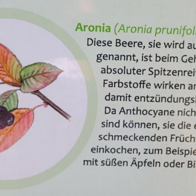 Schautafel im EWILPA-Park zur Pflanzenart Aroniabeere