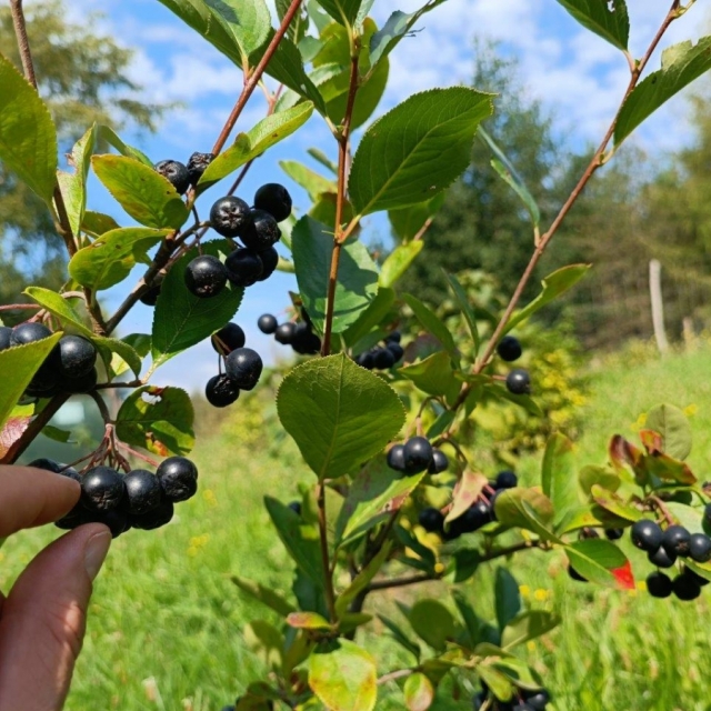 Aroniabeeren auf dem EWILPA-Pfad am Hang der Bärenbrücker Höhe im Erlebnispark Teichland
