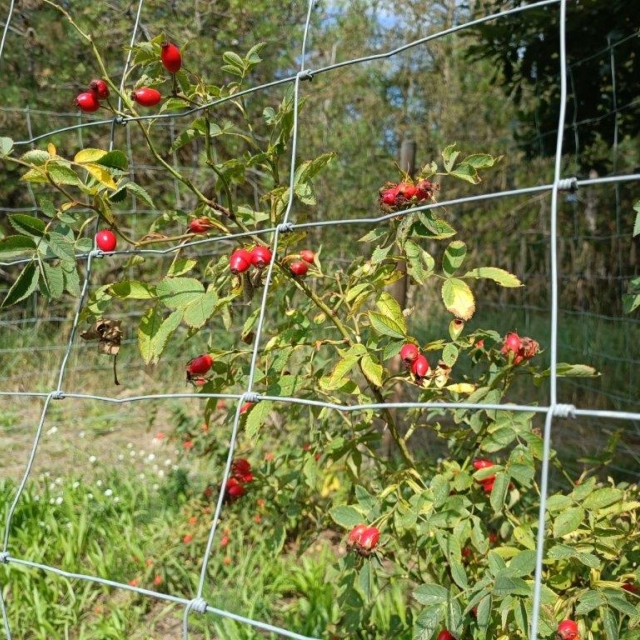 Hagebuttenstrauch auf dem EWILPA-Pfad am Hang der Bärenbrücker Höhe im Erlebnispark Teichland